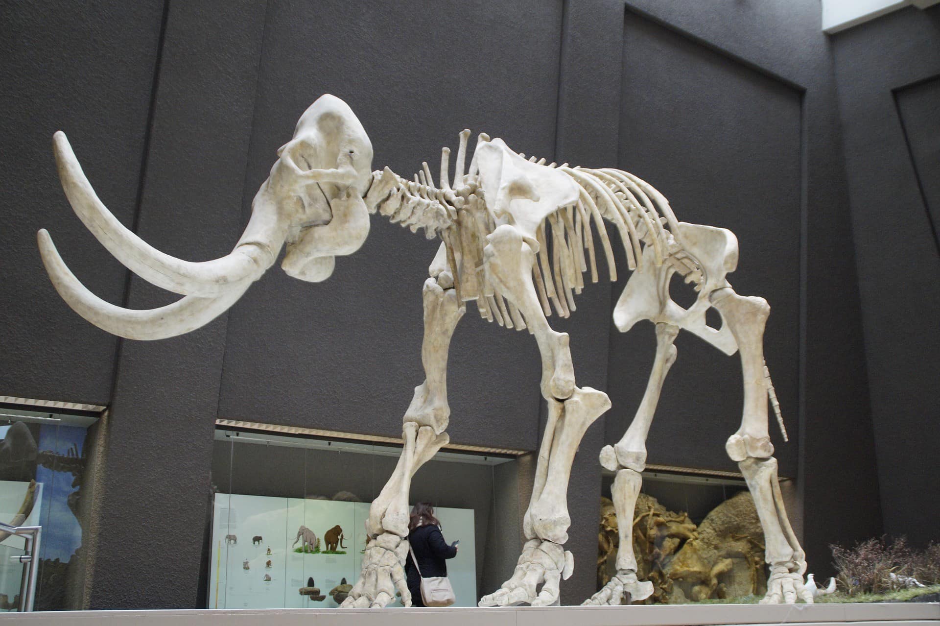 Mammoth skeleton