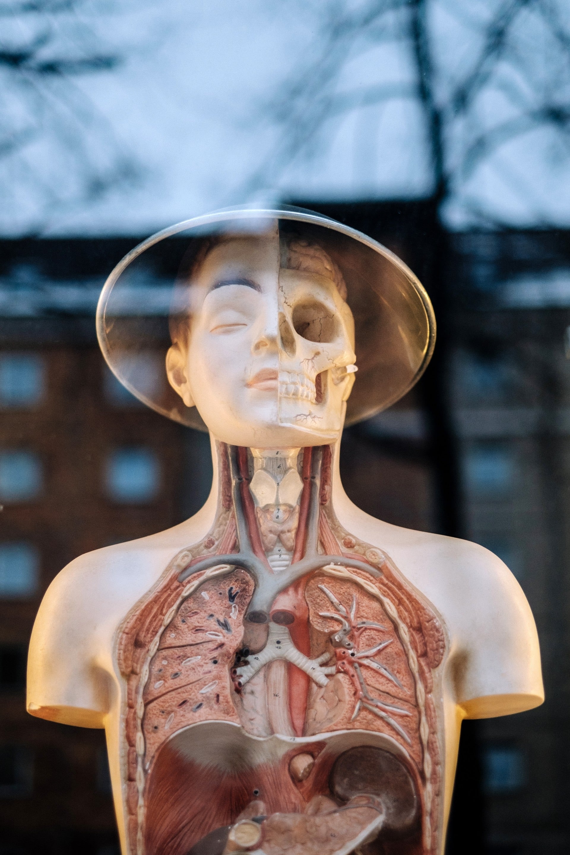 A sculpture of a human showing the inside of a body